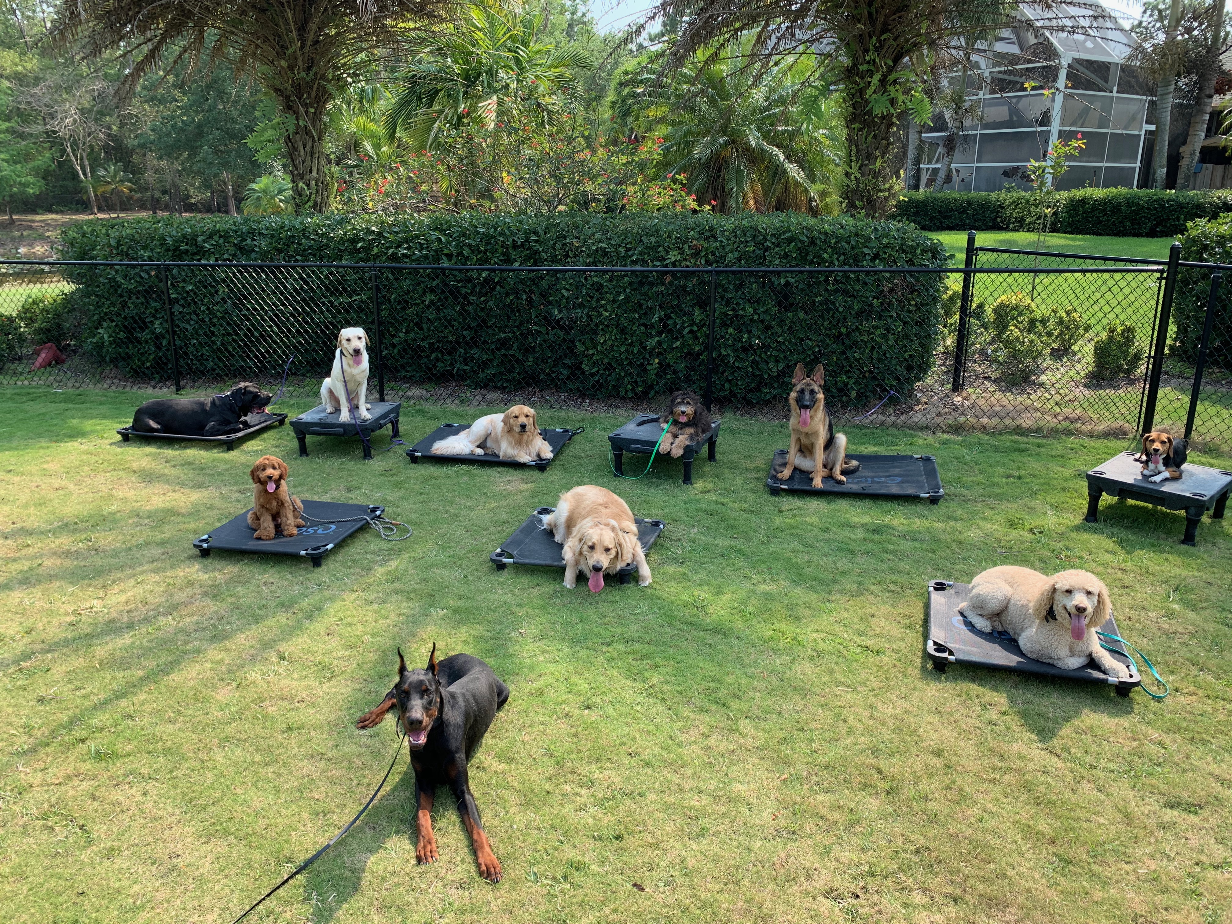 Photos Calypso Canine West Palm Beach Dog Training