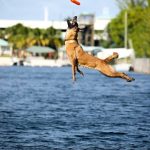 Zaza Dock Diving Zaza Dock Diving