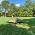 A Doodle & Lagotto wait their turn on place to train..