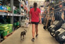 Mackie the Boston Terrier at Home Depot Mackie the Boston Terrier at Home Depot